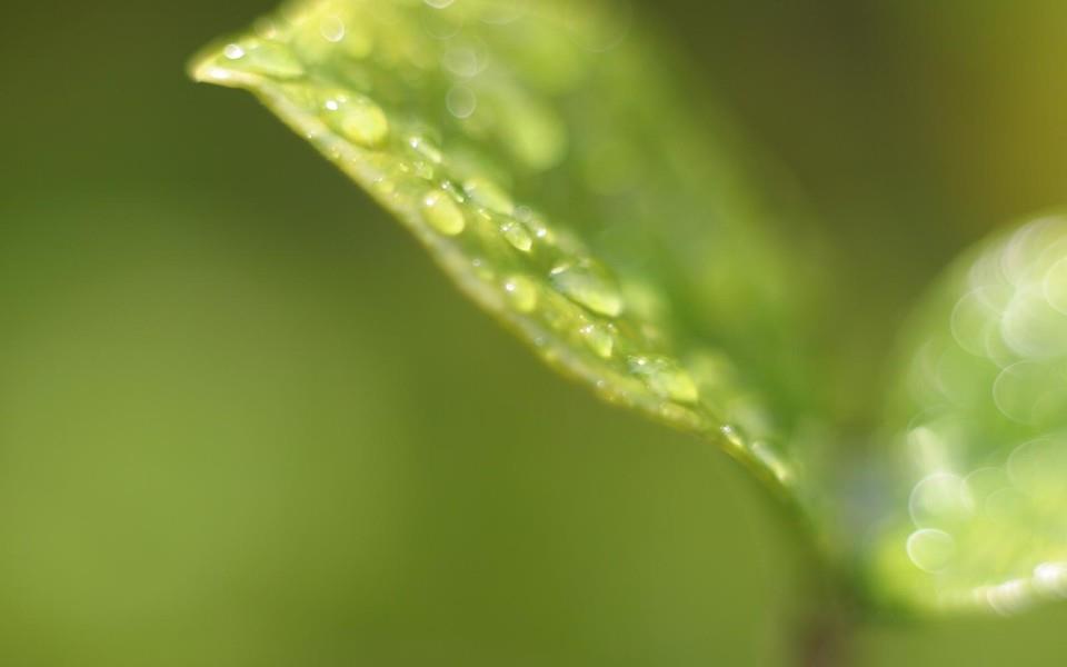 绿色叶子图片 绿色叶子图片大全