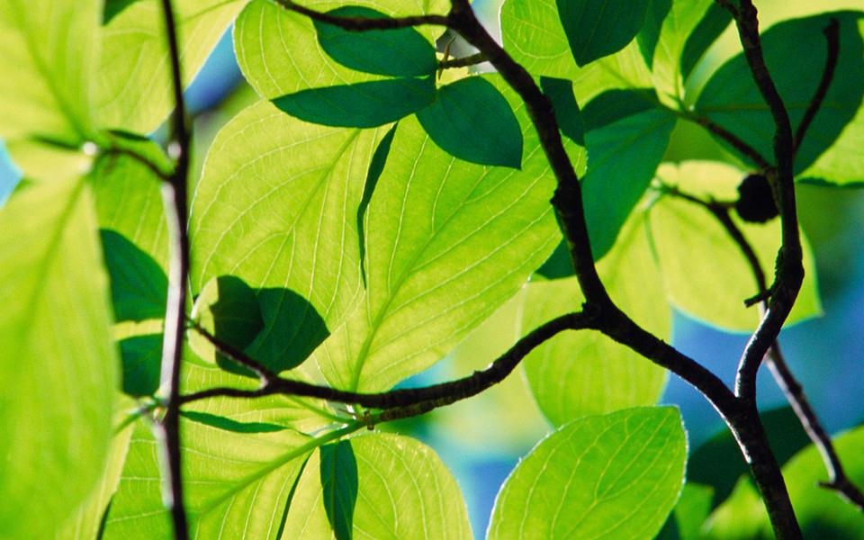 绿色叶子图片 绿色叶子图片大全