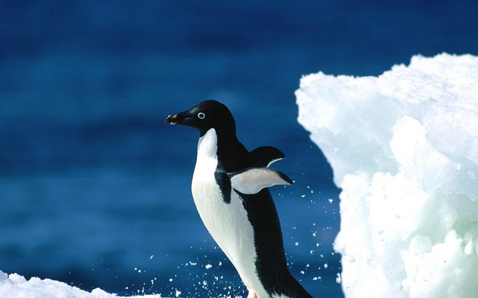 呆萌企鹅高清图片