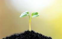 新芽嫩叶清新高清图片