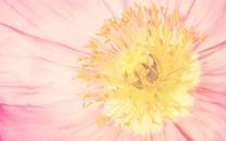 春天盛开的花图片