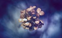 美丽的花朵唯美高清图片