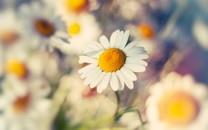 美丽的花朵唯美高清图片