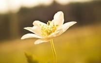 美丽的花朵唯美高清图片