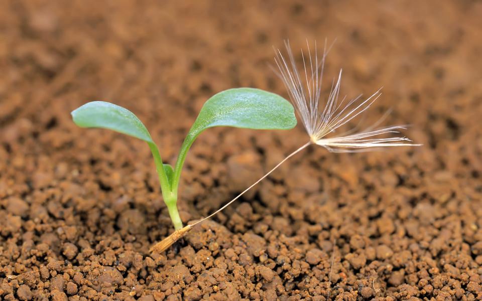 新芽嫩叶清新高清图片