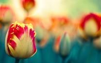 美丽的花朵唯美高清图片