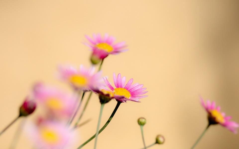 美丽的花朵唯美高清图片