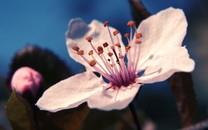 美丽的花朵唯美高清图片