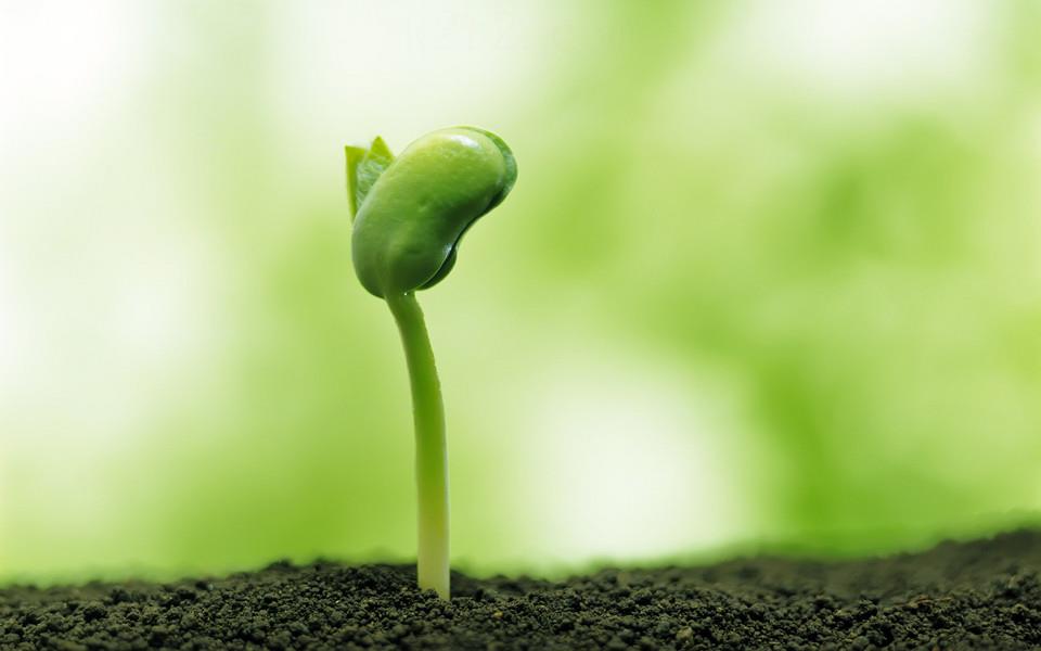 新芽嫩叶清新高清图片