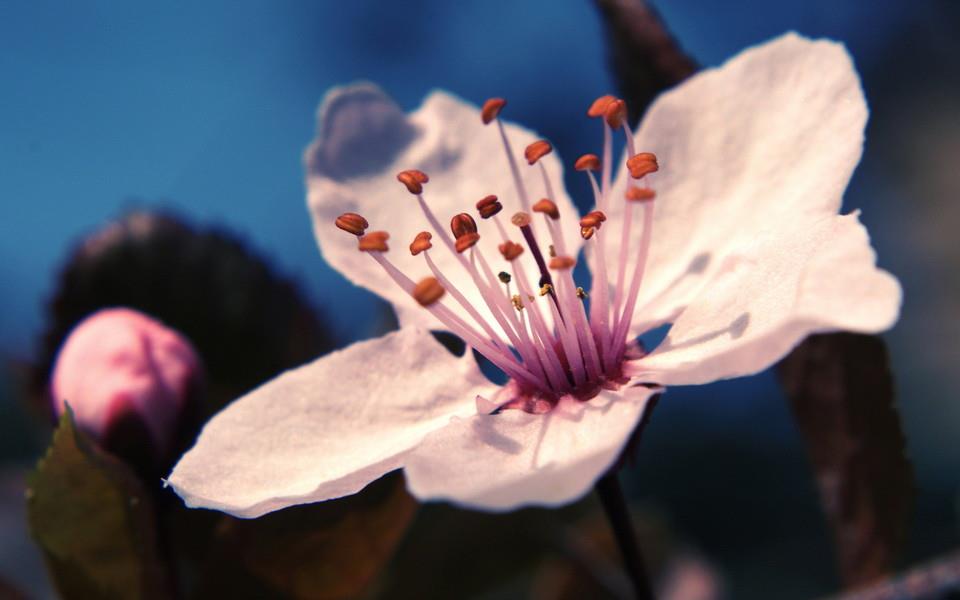 美丽的花朵唯美高清图片