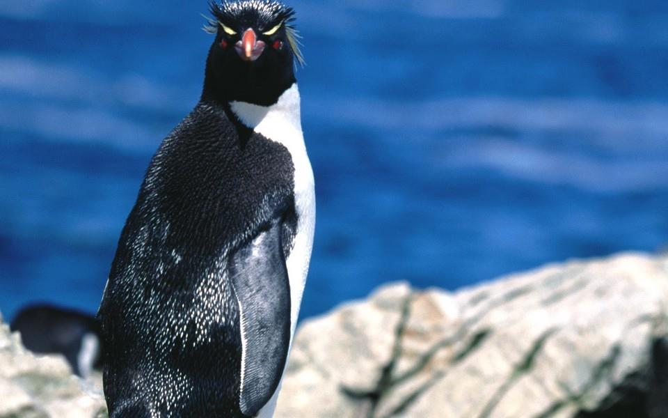 呆萌企鹅高清图片