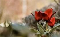 美丽的花朵唯美高清图片