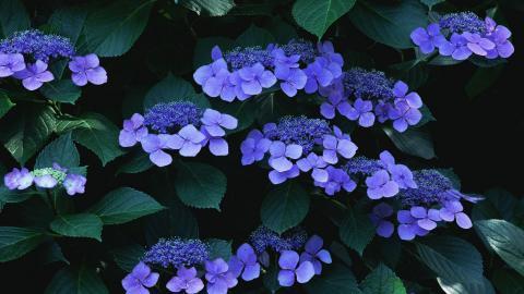 好看的紫色花丛图片大全