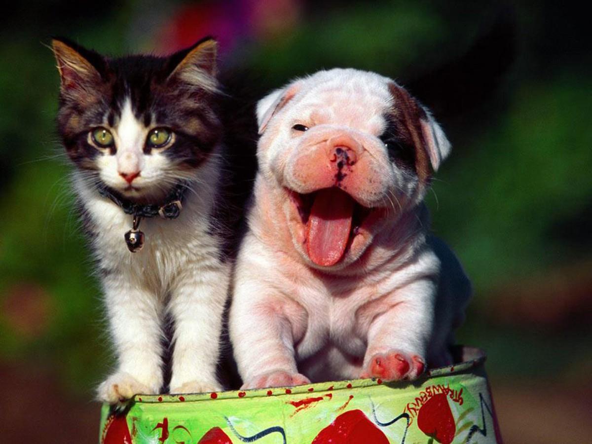 动物的友情与爱情图片