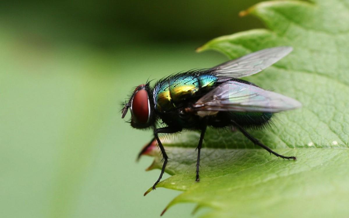 昆虫苍蝇图片