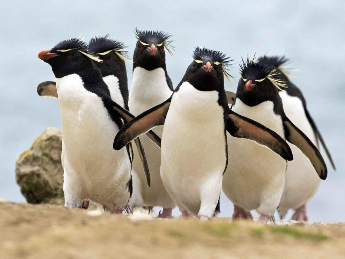 动物的友情与爱情图片