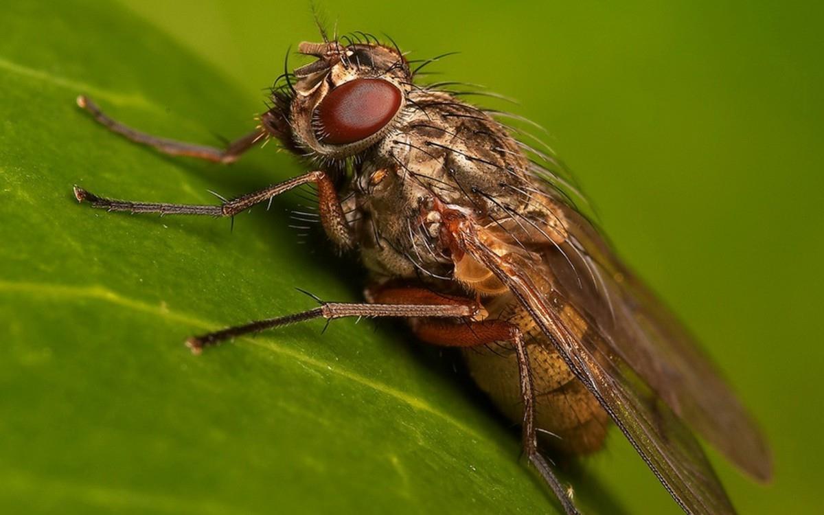 昆虫苍蝇图片