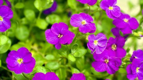 怒放中的花朵图片