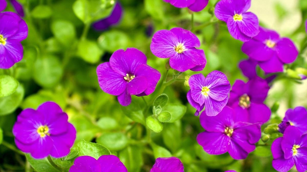 怒放中的花朵图片