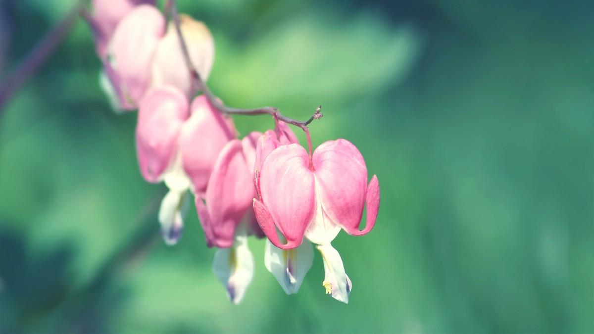 怒放中的花朵图片