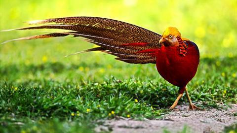 美丽的红腹锦鸡图片大全