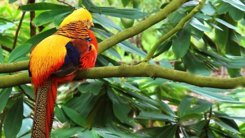 美丽的红腹锦鸡图片大全