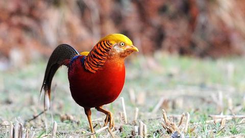 美丽的红腹锦鸡图片大全