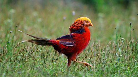 美丽的红腹锦鸡图片大全