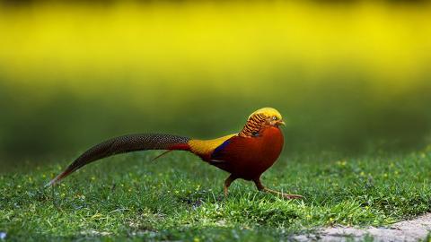 美丽的红腹锦鸡图片大全