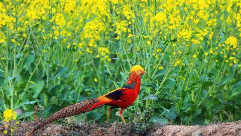 美丽的红腹锦鸡图片大全