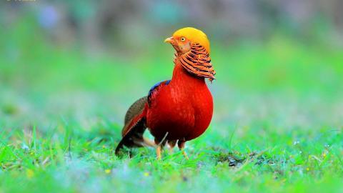 美丽的红腹锦鸡图片大全