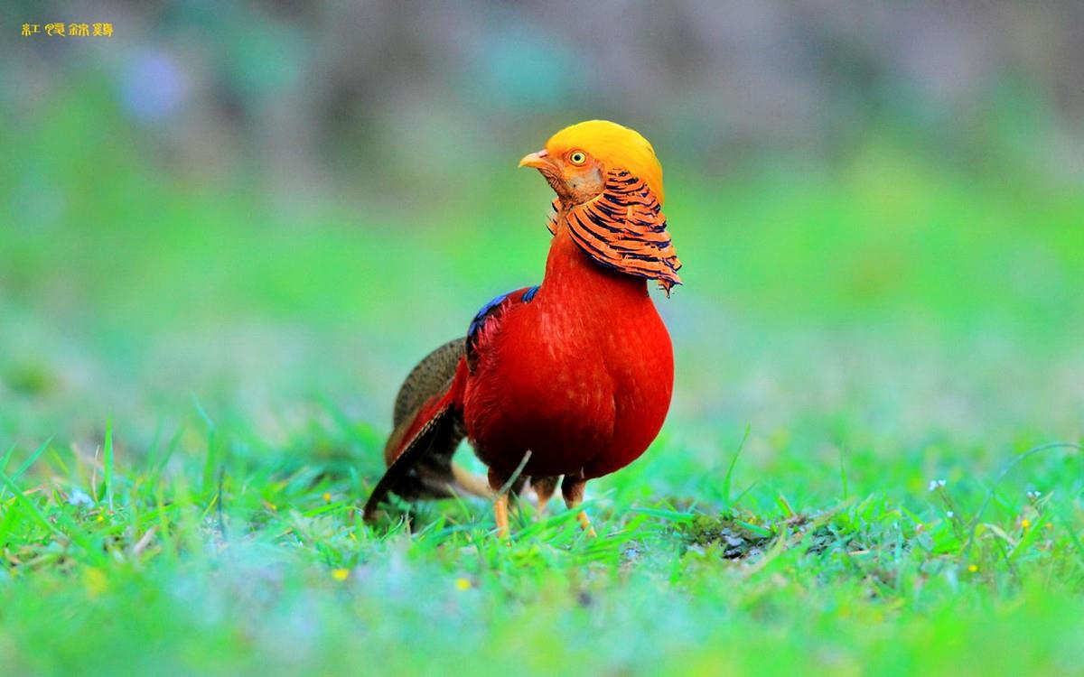 美丽的红腹锦鸡图片大全