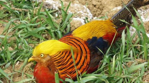 美丽的红腹锦鸡图片大全