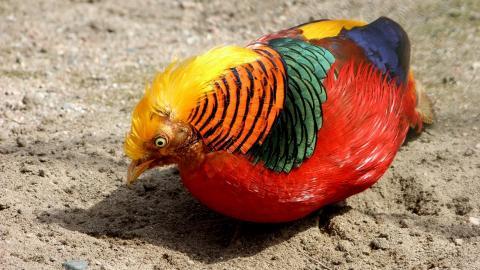 美丽的红腹锦鸡图片大全