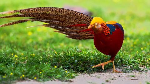 美丽的红腹锦鸡图片大全