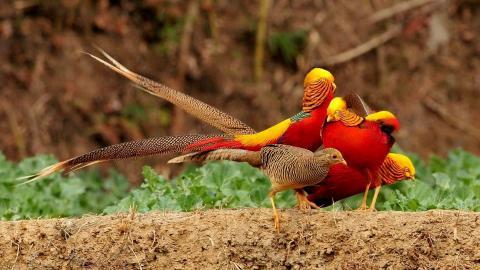 美丽的红腹锦鸡图片大全