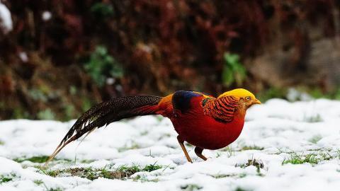 美丽的红腹锦鸡图片大全