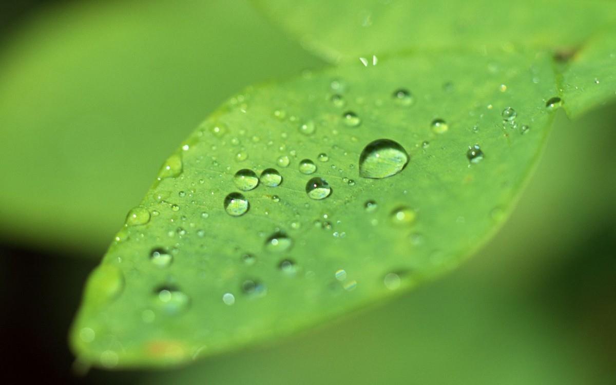 绿叶嫩芽上的水珠图片大全