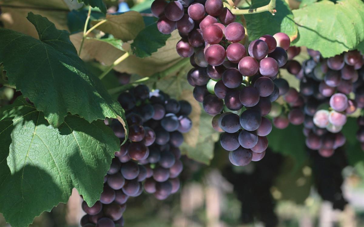 一串串可人的葡萄图片