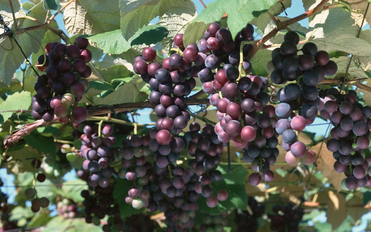 一串串可人的葡萄图片