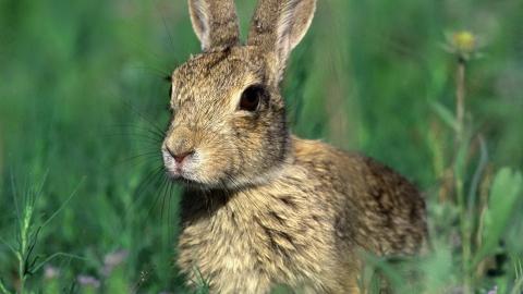 可爱温顺的小兔子图片