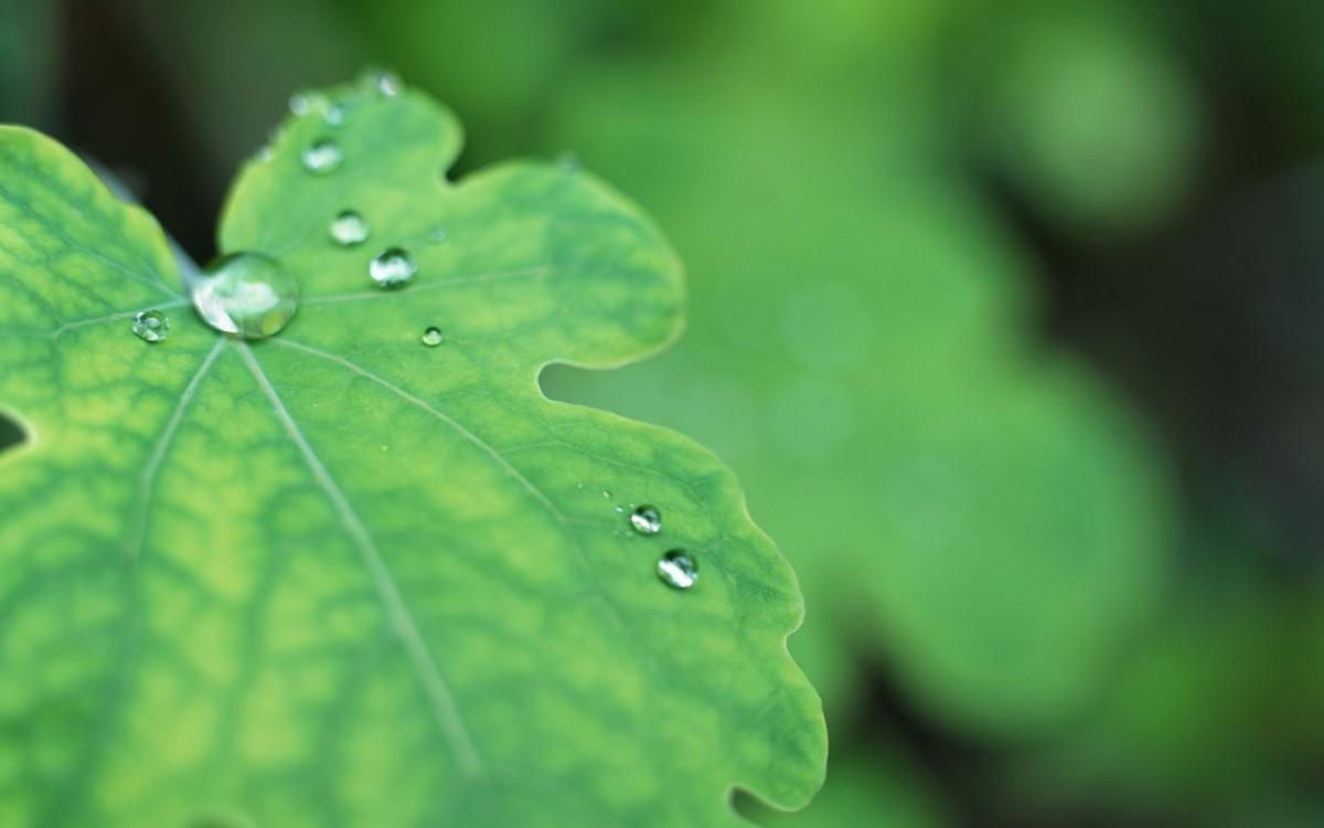 绿叶嫩芽上的水珠图片大全