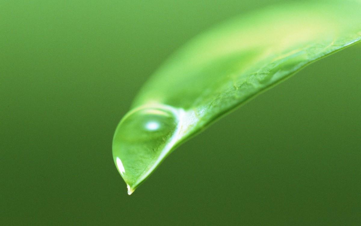 绿叶嫩芽上的水珠图片大全