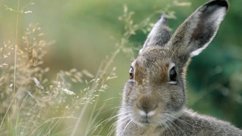 可爱温顺的小兔子图片