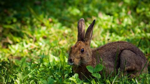 可爱温顺的小兔子图片