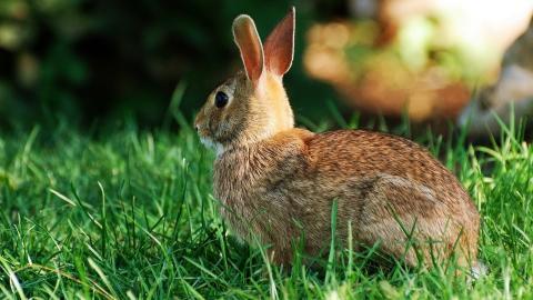 可爱温顺的小兔子图片