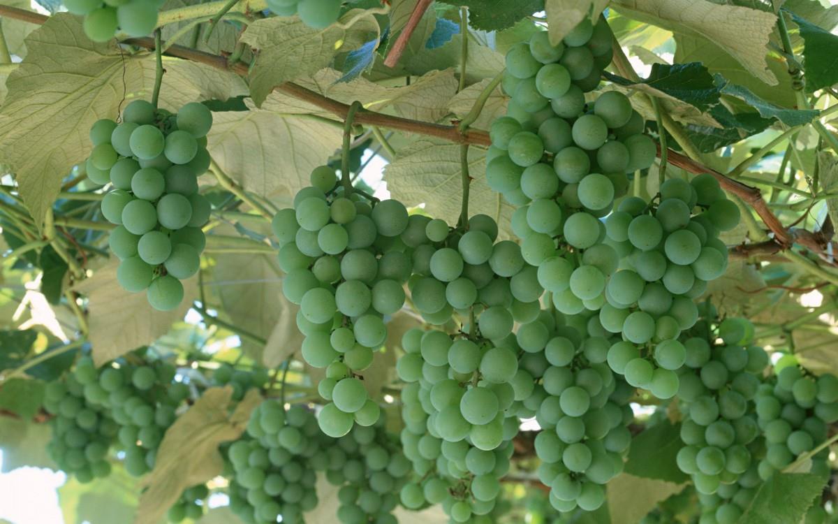 一串串可人的葡萄图片