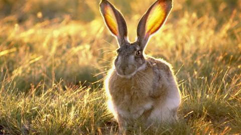 可爱温顺的小兔子图片