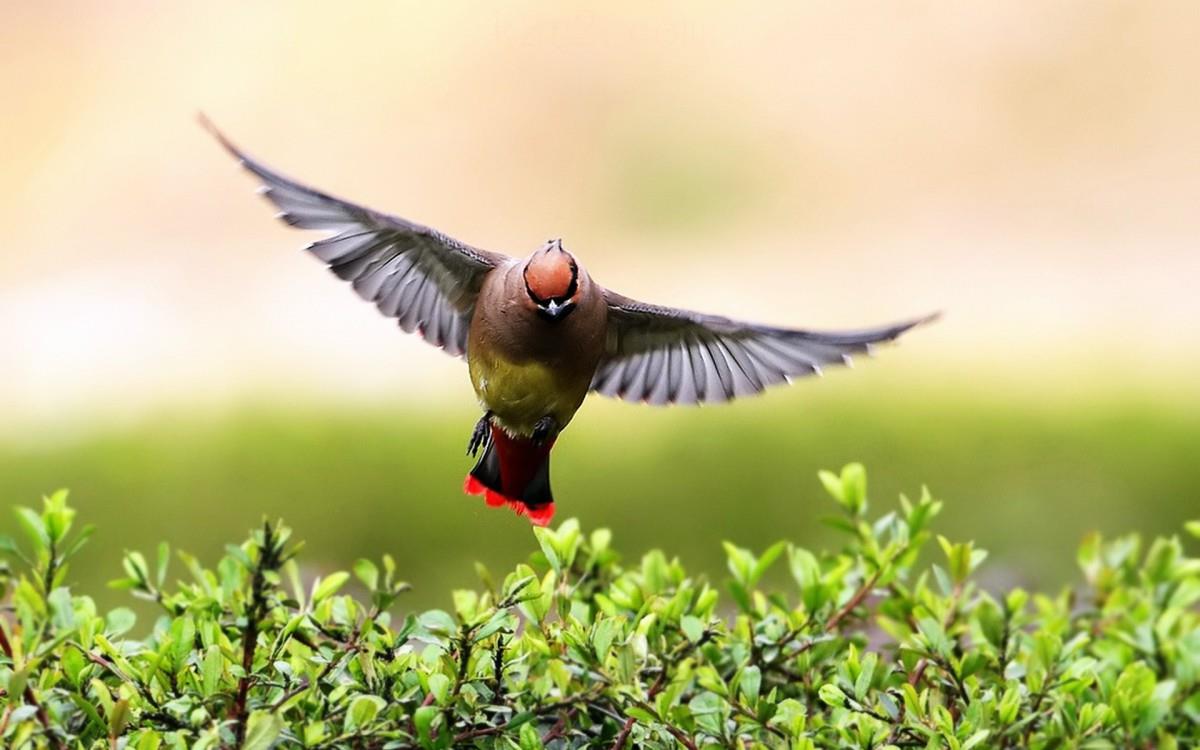 鸟类(太平鸟)图片大全