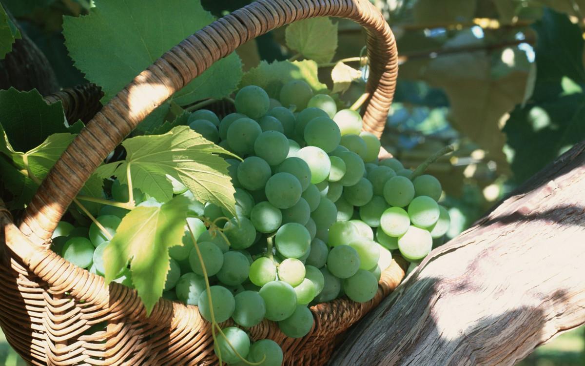 一串串可人的葡萄图片